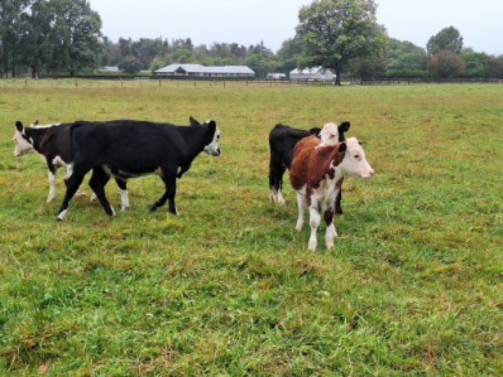 Ag Assist - W/F x Dairy bull calves