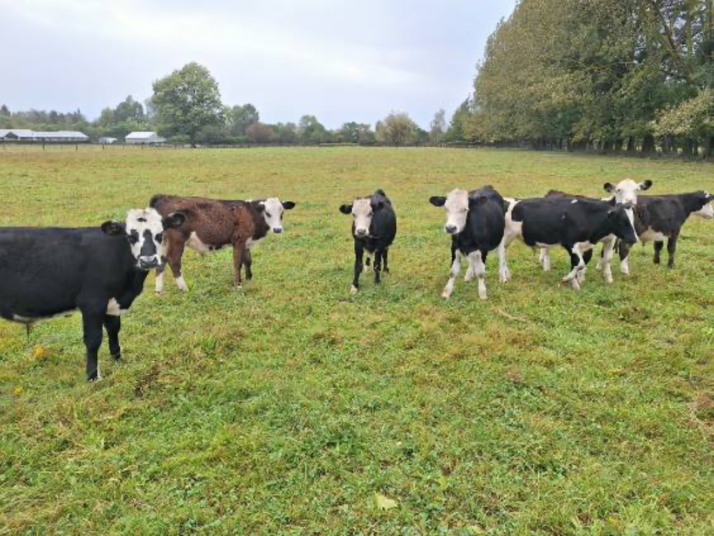 Ag Assist - W/F x Dairy bull calves