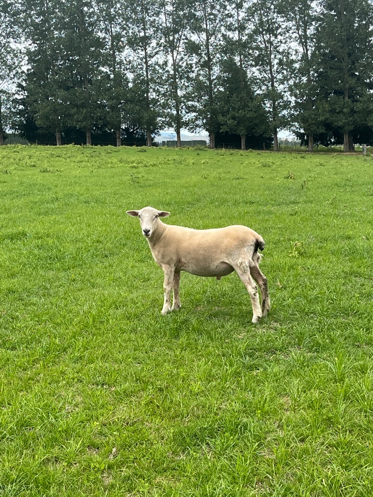 5 x  Wiltshire ram lambs 100% shedding