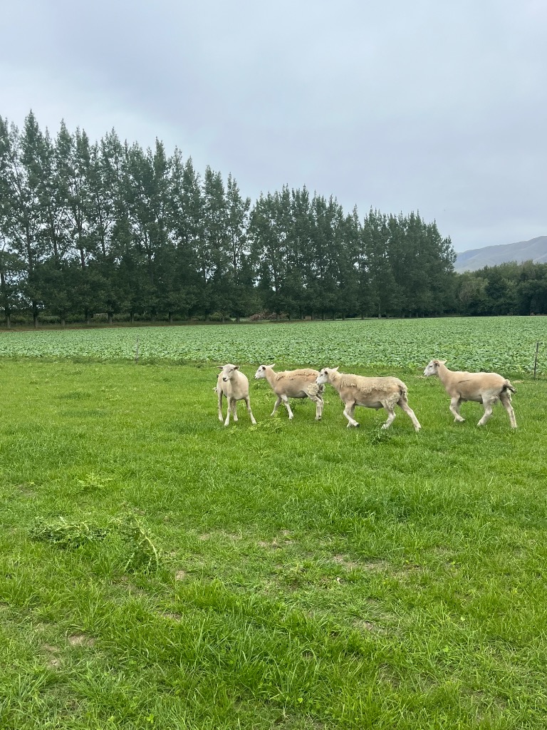 Ag Assist - 5 x  Wiltshire ram lambs 100% shedding