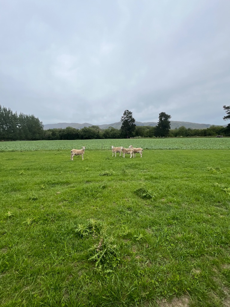 Ag Assist - 5 x  Wiltshire ram lambs 100% shedding