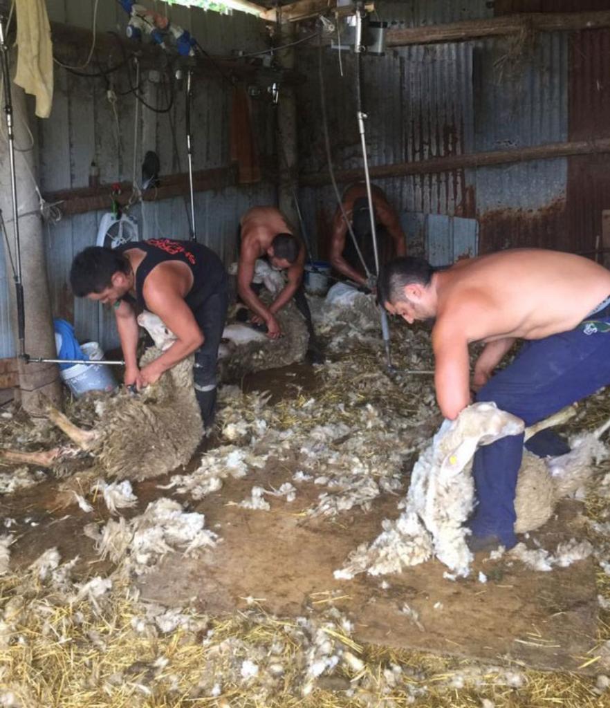 Ag Assist - Adams Shearing – Mobile Shearing for Farms & Lifestyle Blocks