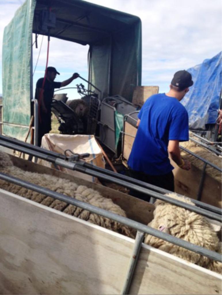 Ag Assist - Adams Shearing – Mobile Shearing for Farms & Lifestyle Blocks