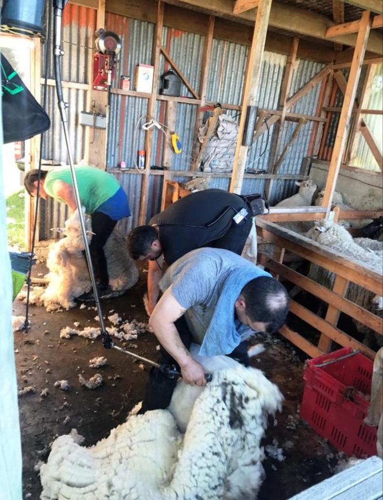 Adams Shearing – Mobile Shearing for Farms & Lifestyle Blocks