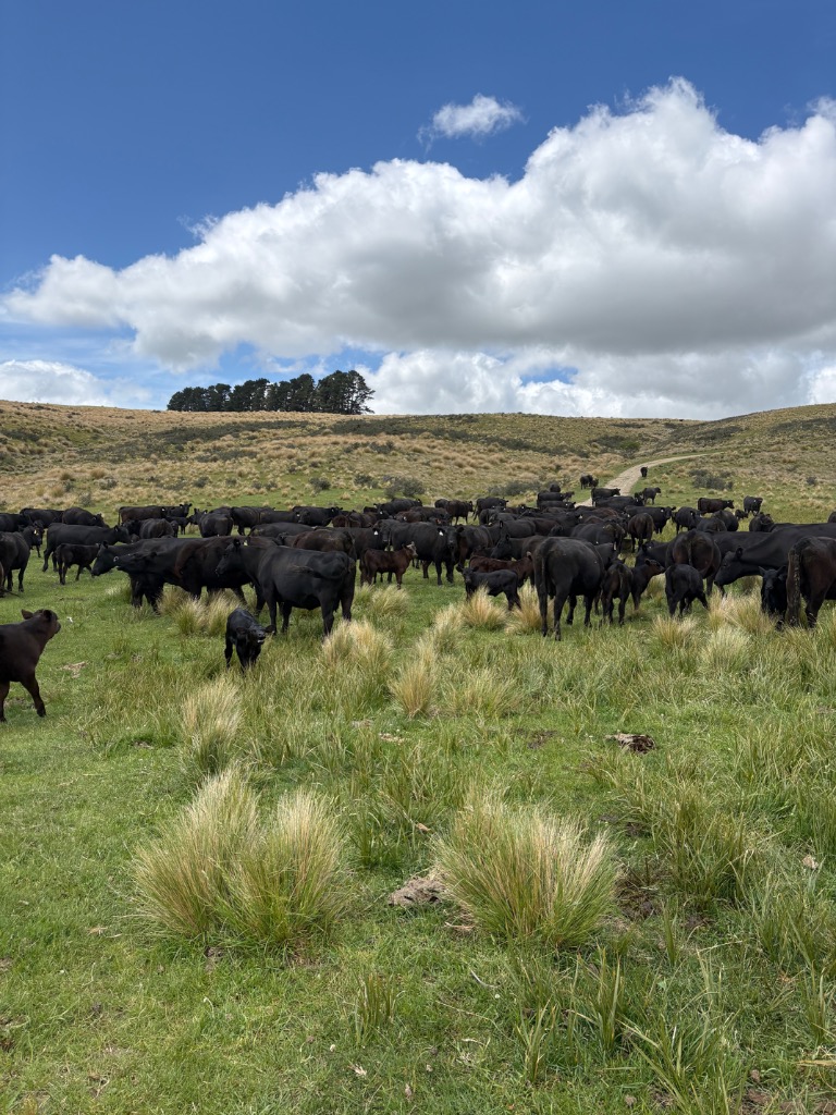 Ag Assist - Phillip Hug de Belmont