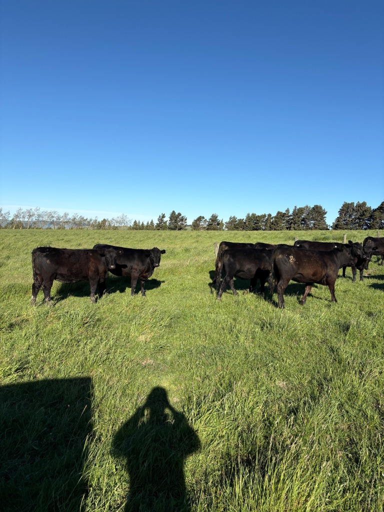 Ag Assist - Phillip Hug de Belmont