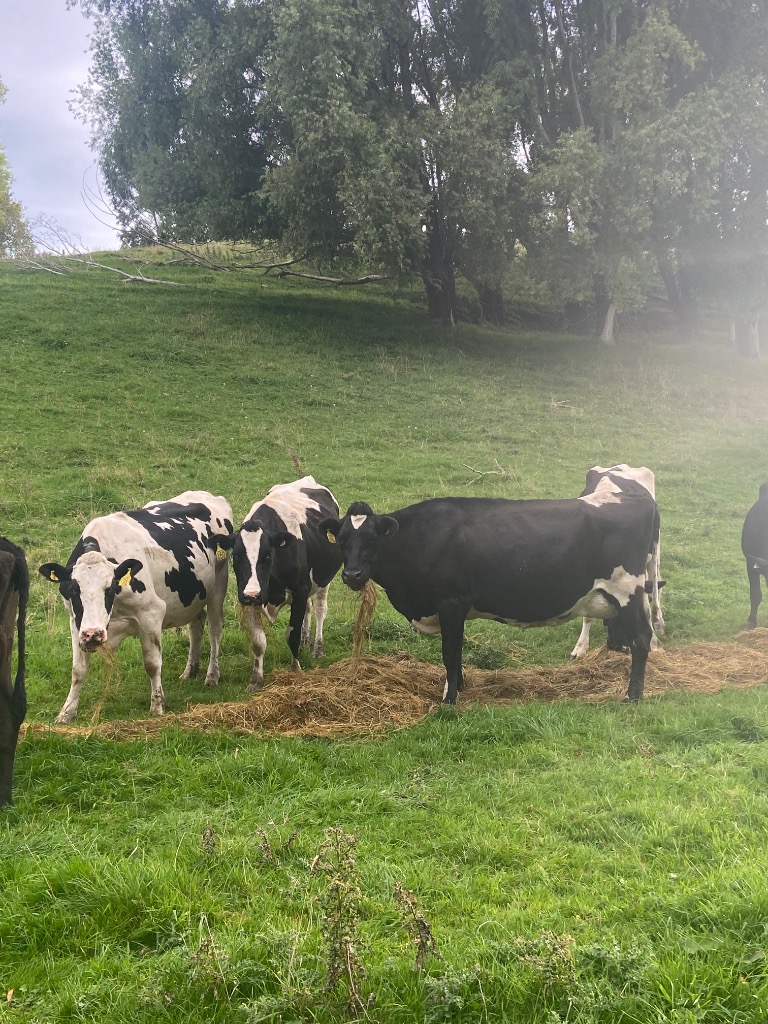 37 incalf dairy cows