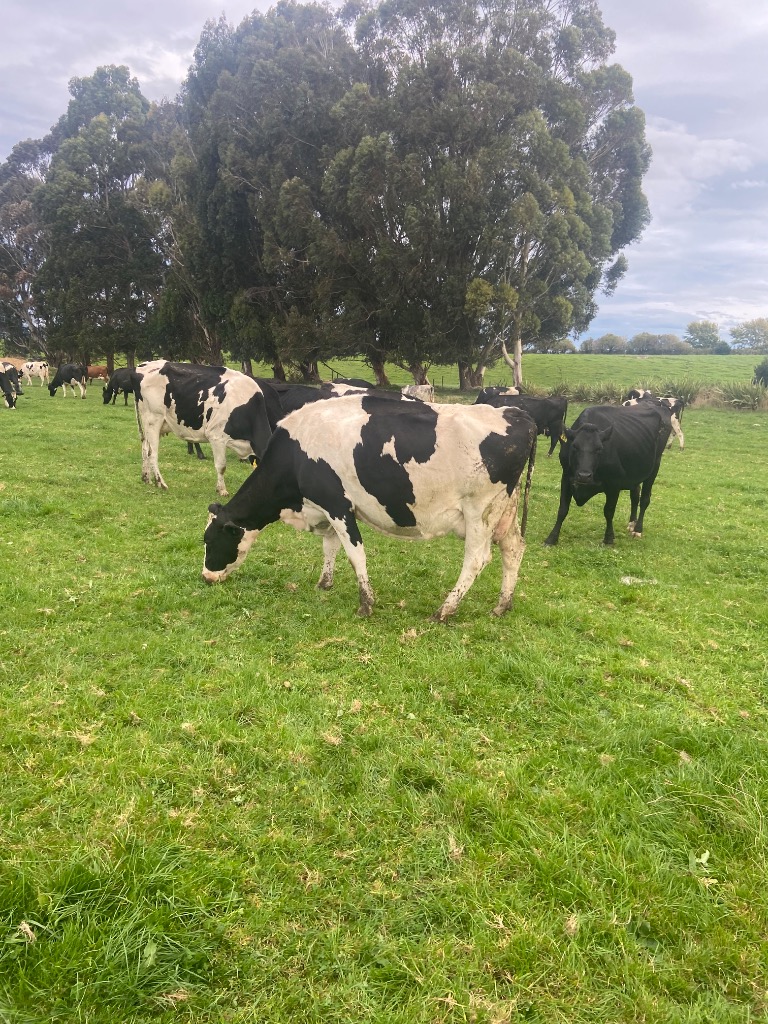 Ag Assist - 37 incalf dairy cows
