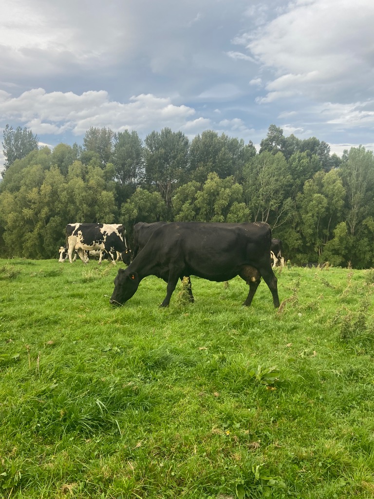 Ag Assist - 37 incalf dairy cows