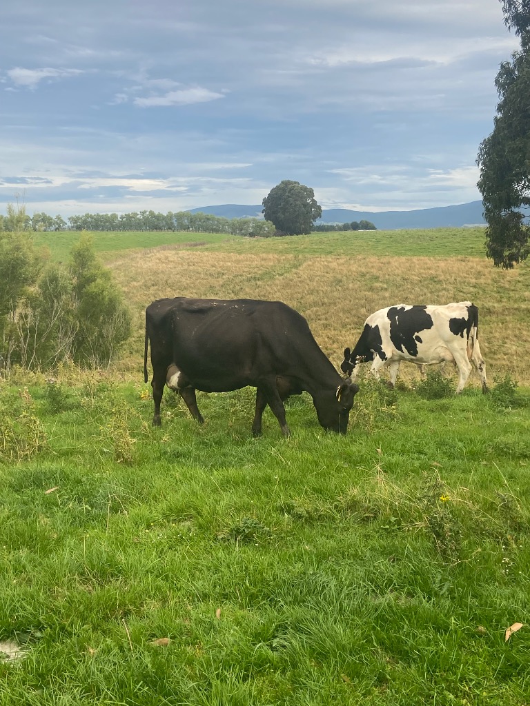 Ag Assist - 37 incalf dairy cows