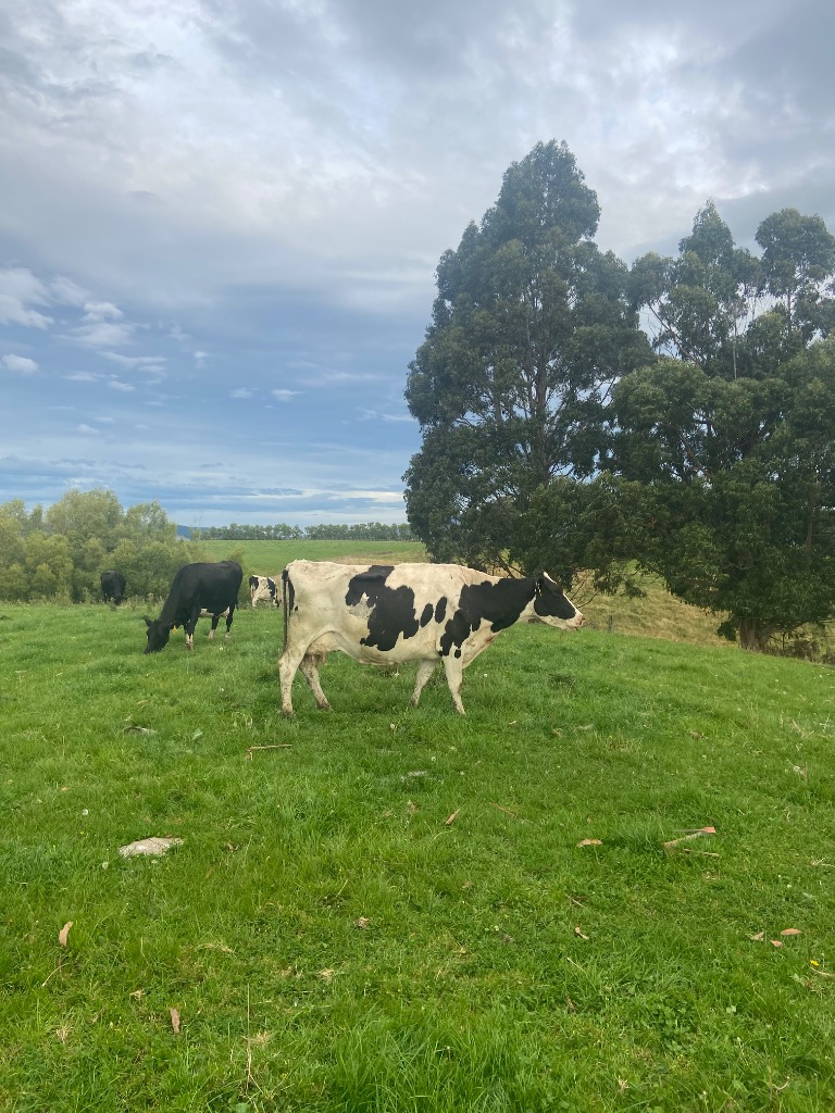 Ag Assist - 37 incalf dairy cows
