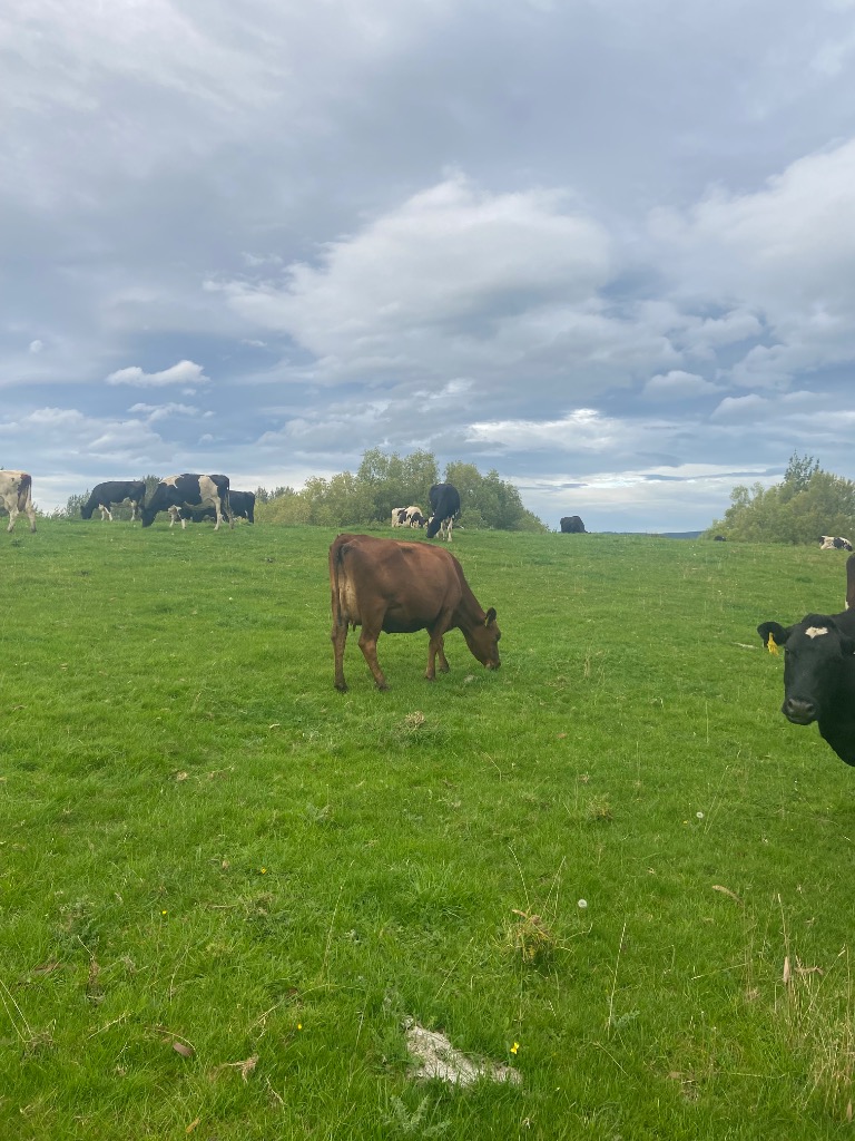 Ag Assist - 37 incalf dairy cows
