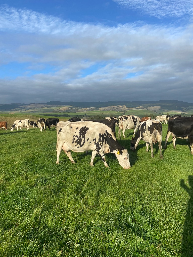 Ag Assist - 37 incalf dairy cows