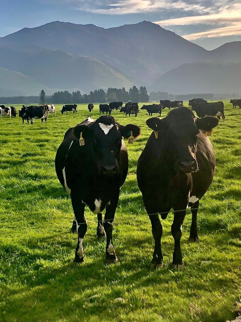 Relief milking for Awanui Agri - Ruapuna