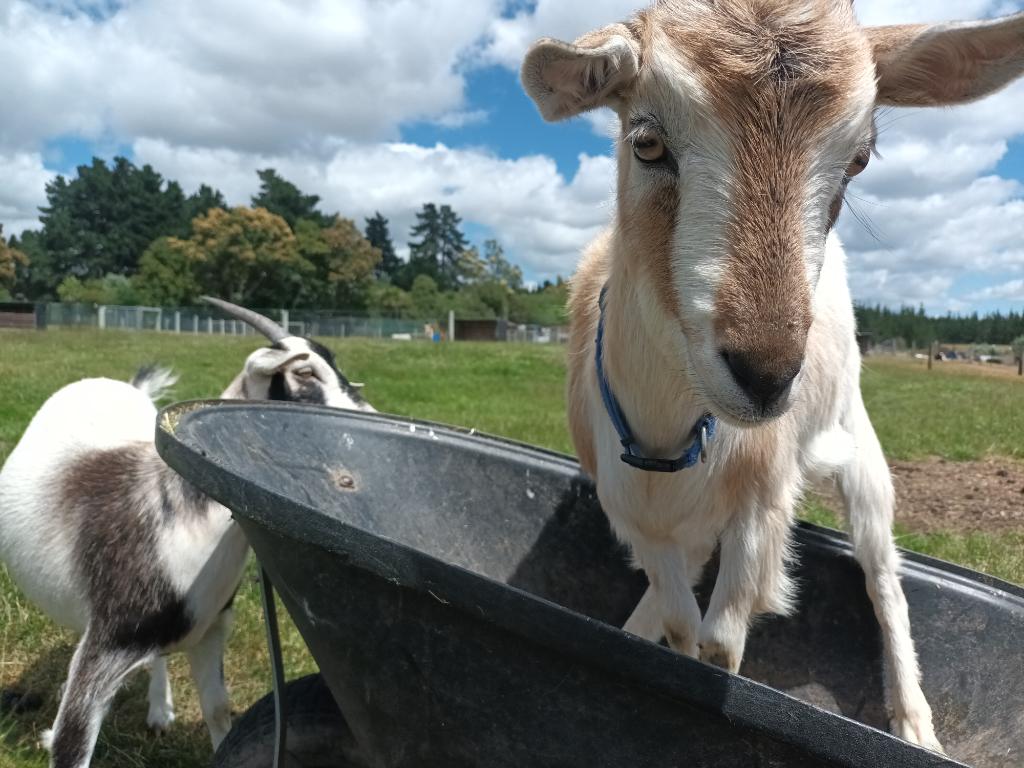 Ag Assist - Isabella McLaren