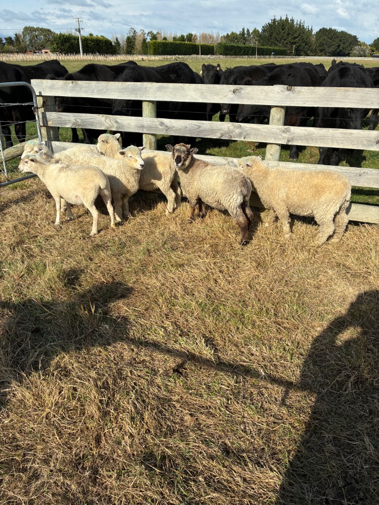 Last season’s lambs . Mixed sex  7 available. (Old photo from April)