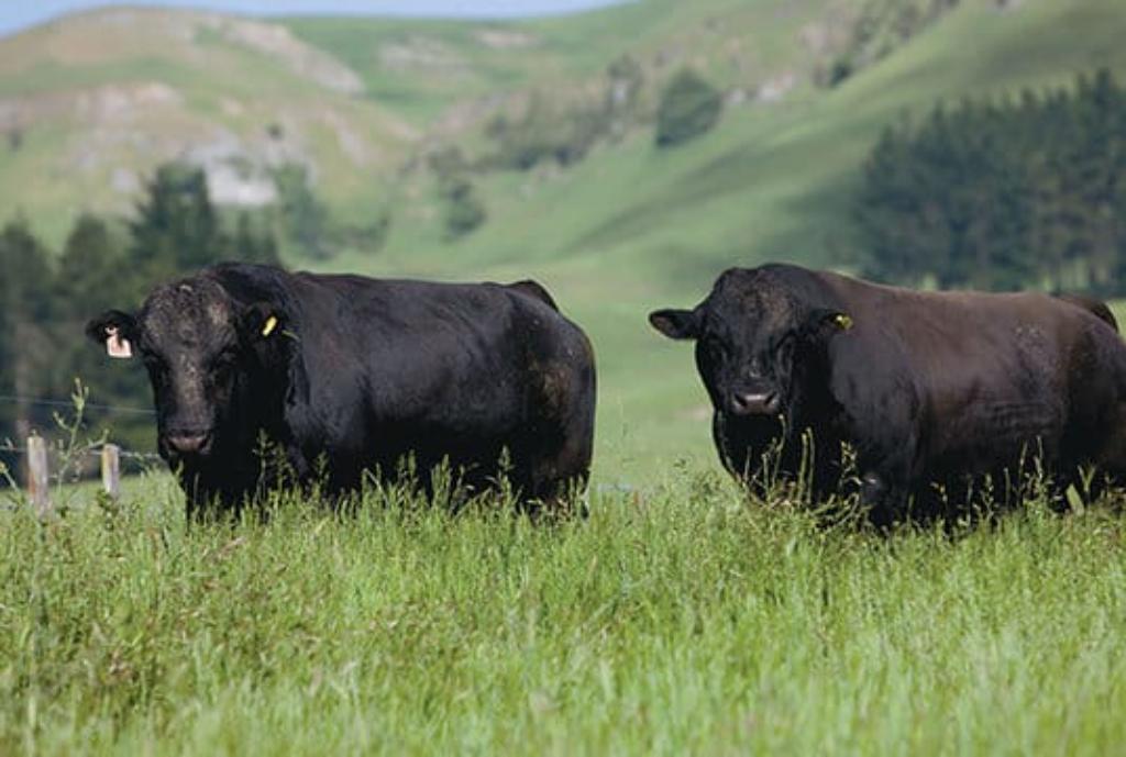 Ag Assist - Firstlight Wagyu Semen- Breeders wanted