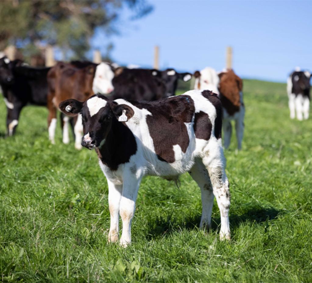 WANTED Feeder Calves