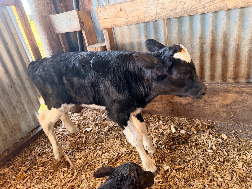 Friesian Bull Calves