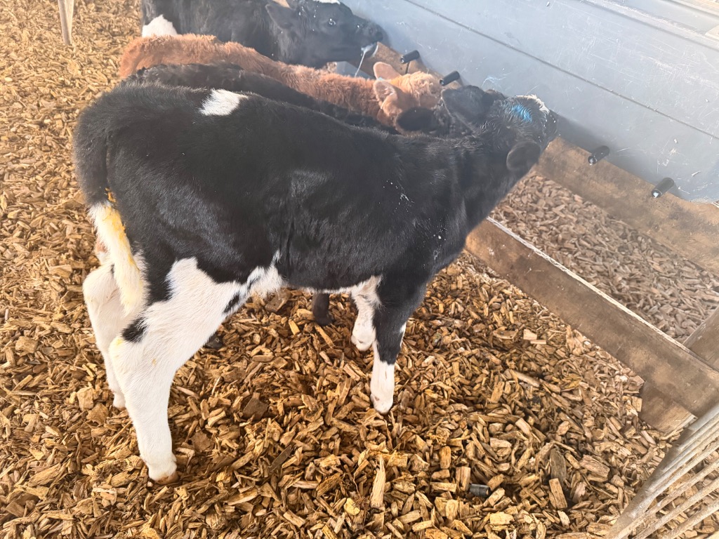 Ag Assist - Friesian Bull Calves