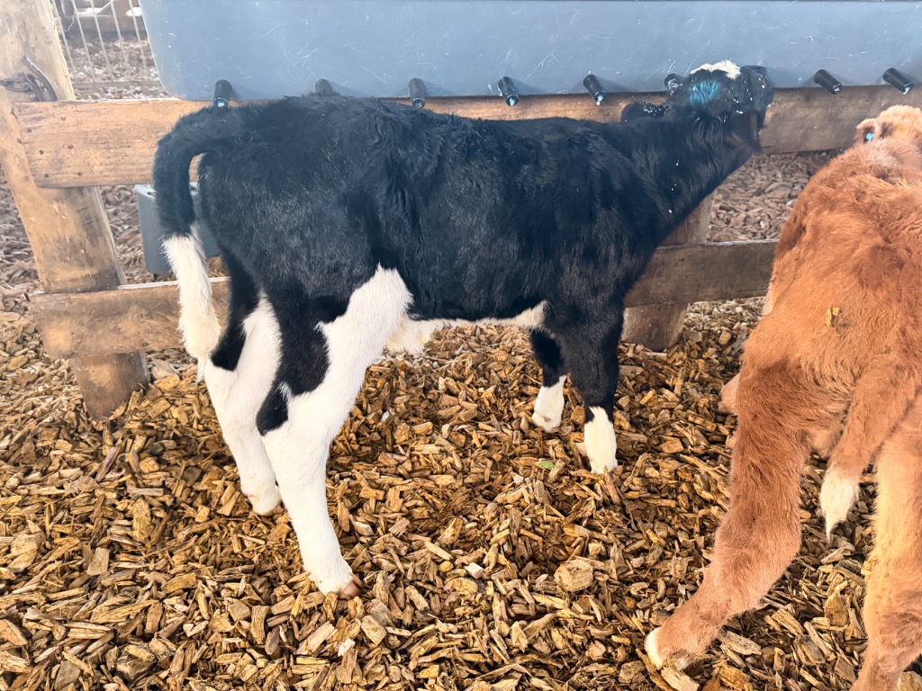 Ag Assist - Friesian Bull Calves