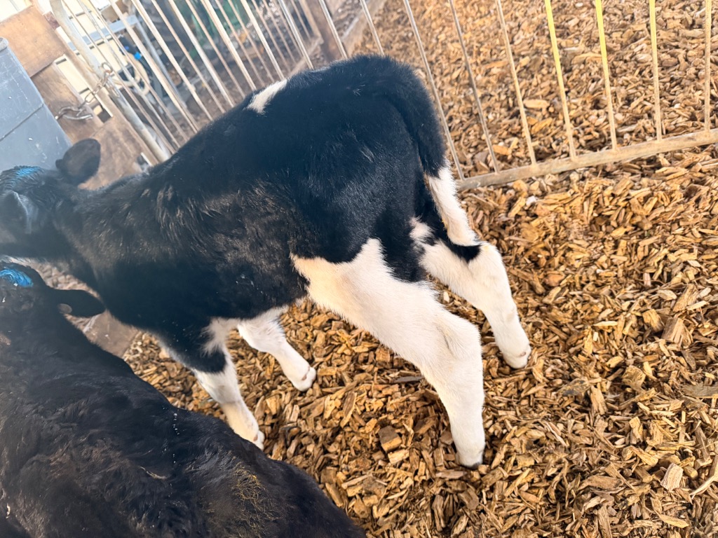 Ag Assist - Friesian Bull Calves