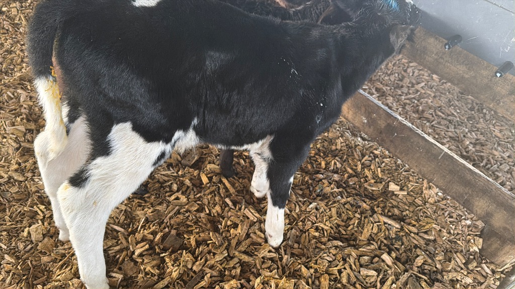 Ag Assist - Friesian Bull Calves
