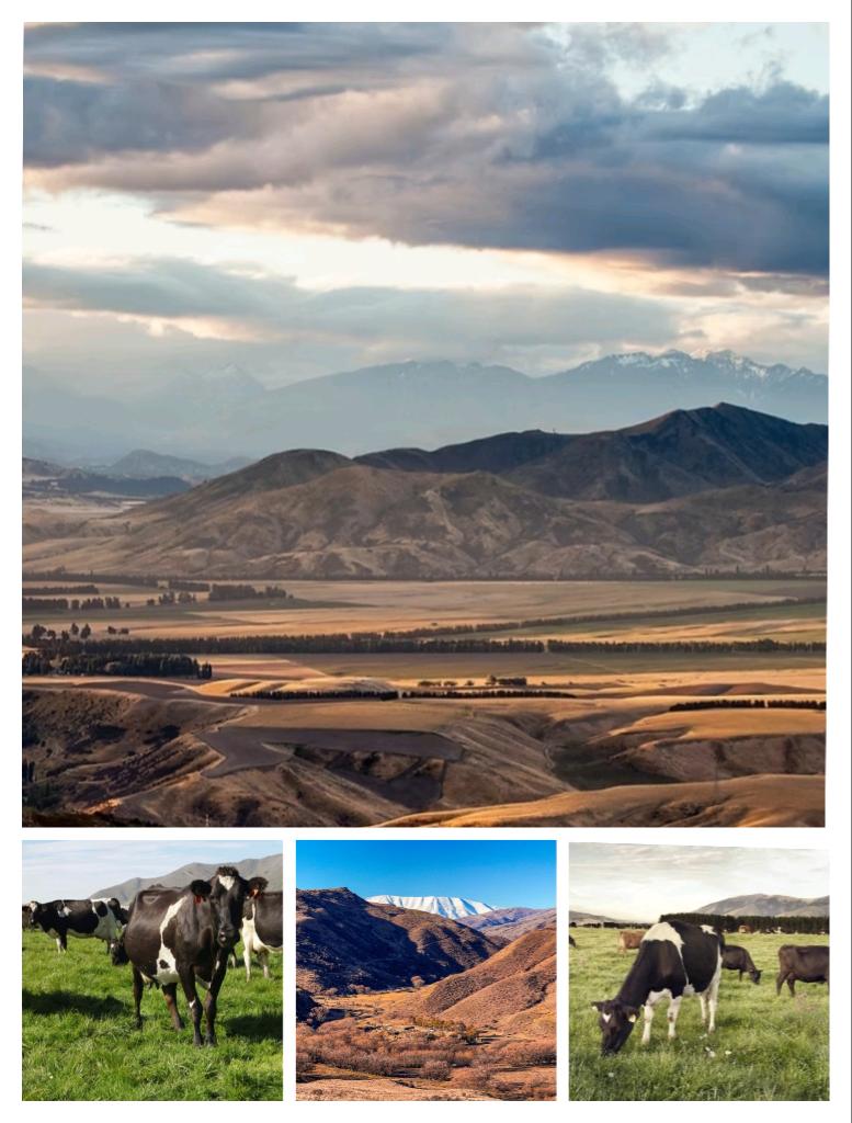 Dairy Farm Assistant Opportunity – 1500 Cow Dairy | Central Otago Lifestyle | Great Team