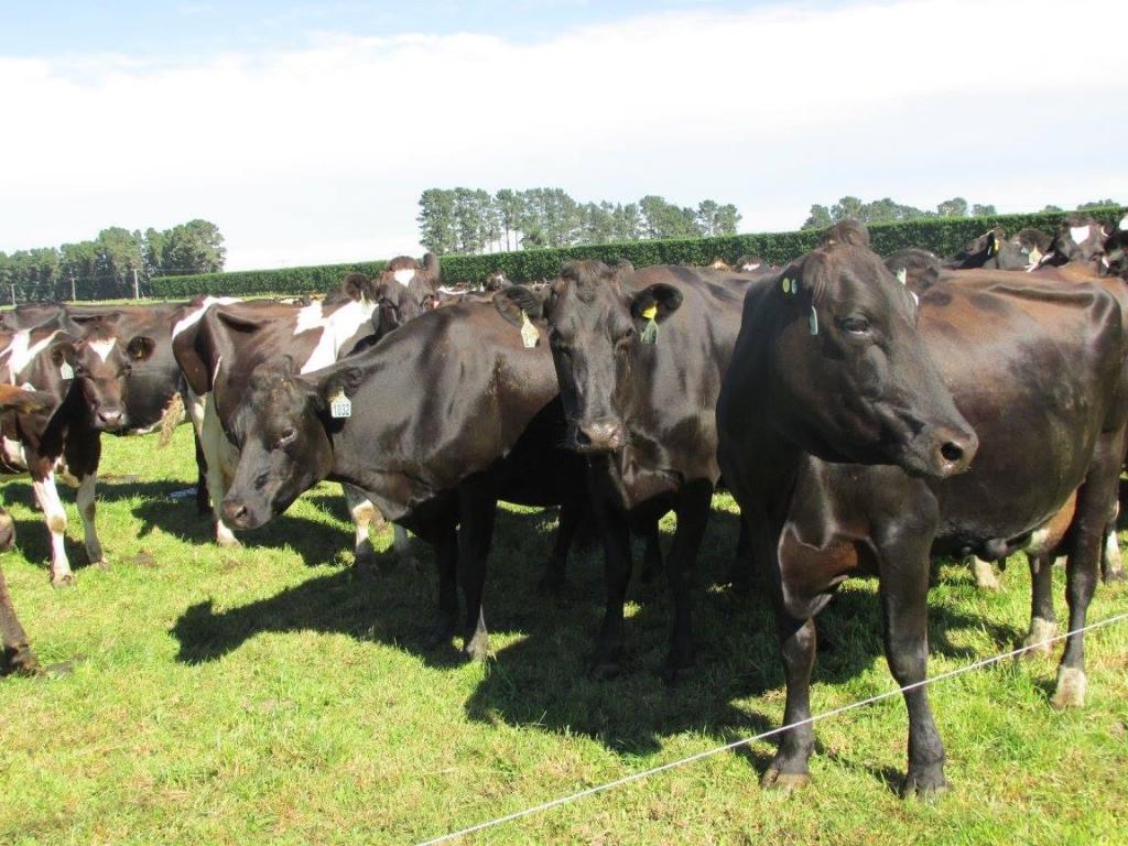 Drive in milker and general hand