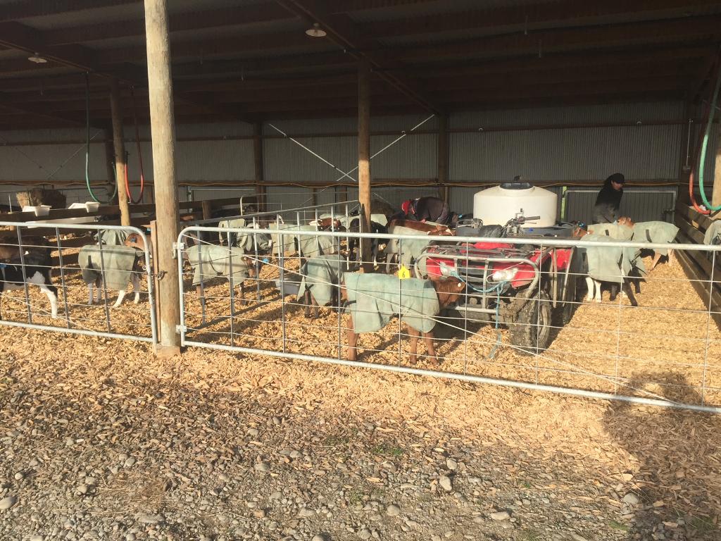 Ag Assist - Drive in milker and general hand