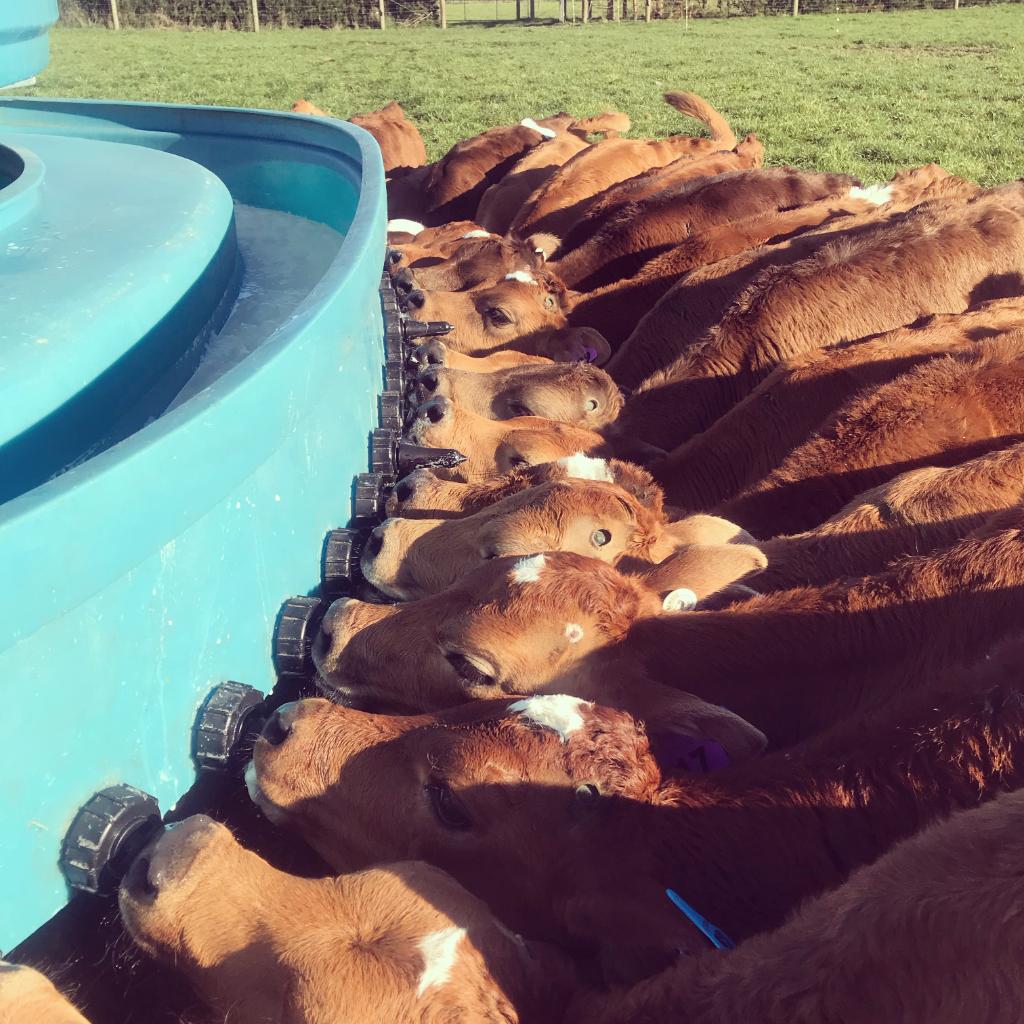 Calf Rearer - Drive-In position