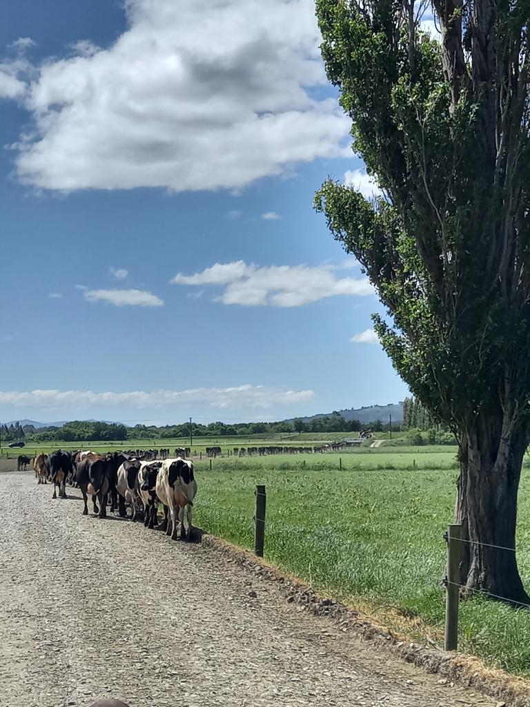 Ag Assist - Emma Hansen