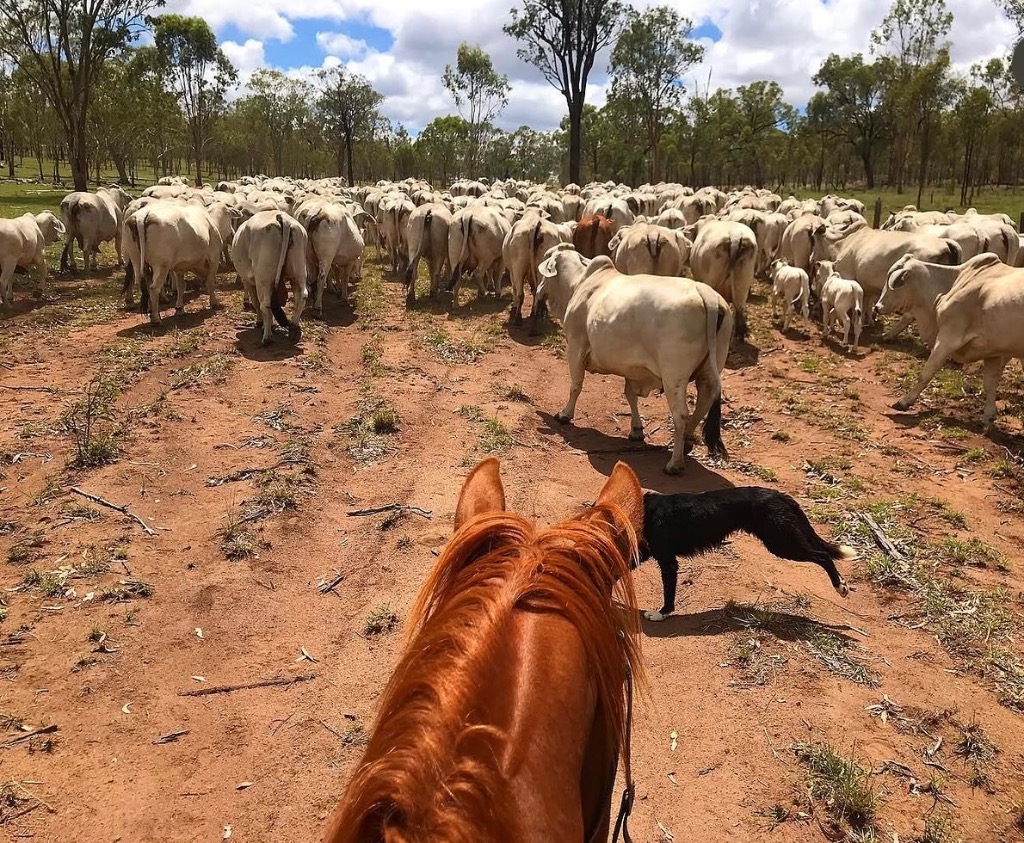 Ag Assist - Zoë Wilson
