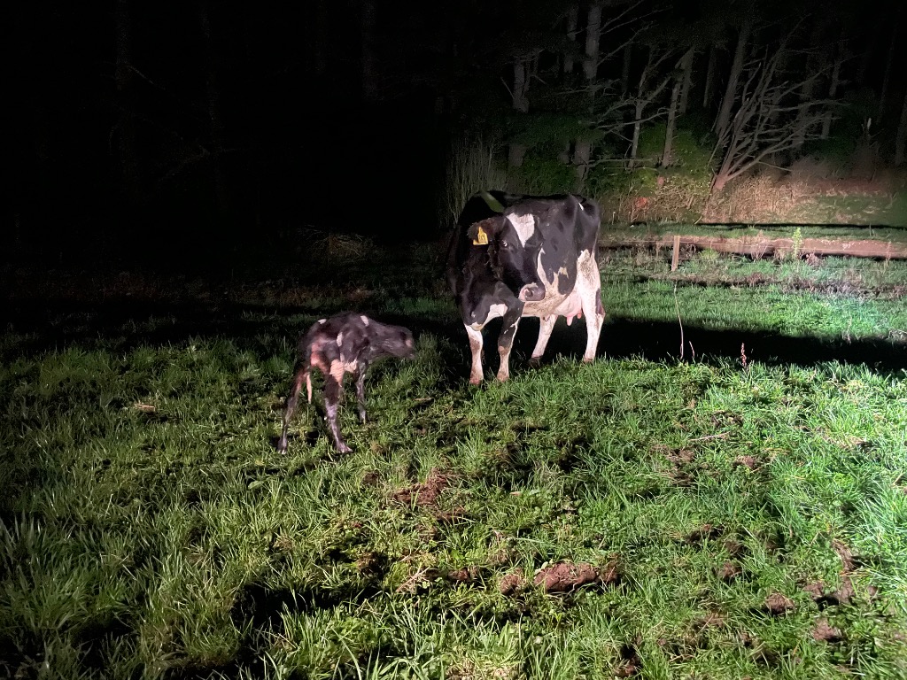 Calf Rearing