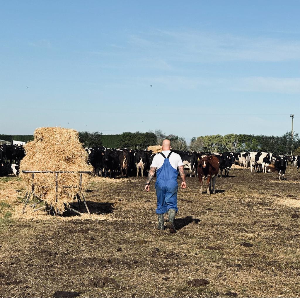 Ag Assist - Senior Dairy/Farm Assistant at Cowland Ltd: Milking, Animal Care, Farm Operations