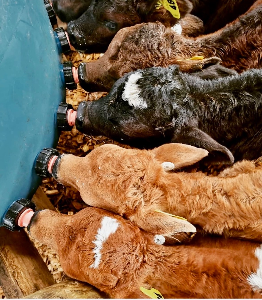 Calf Feeder Position: Care for Calves on Dairy Farm