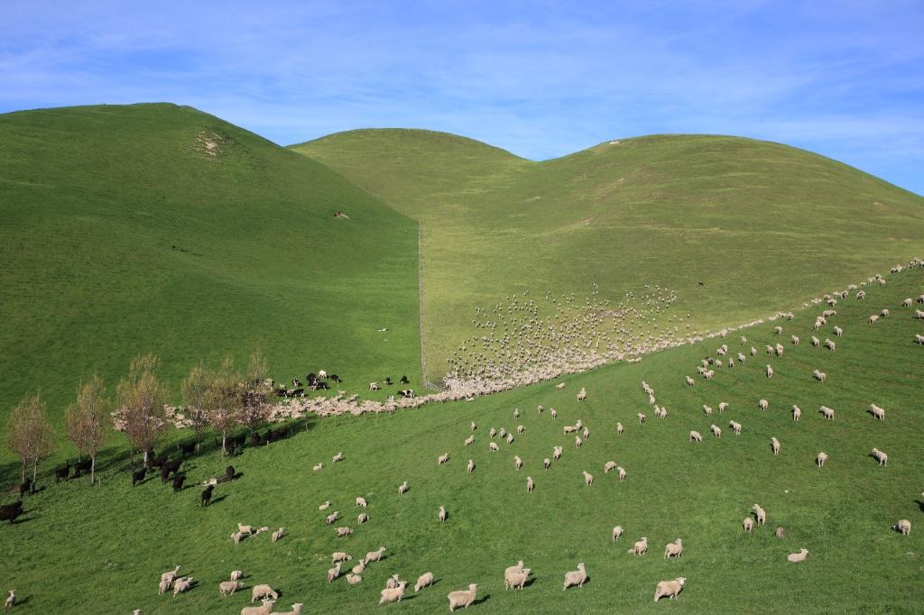 Ag Assist - Experienced Shepherd – Brownrigg Agriculture