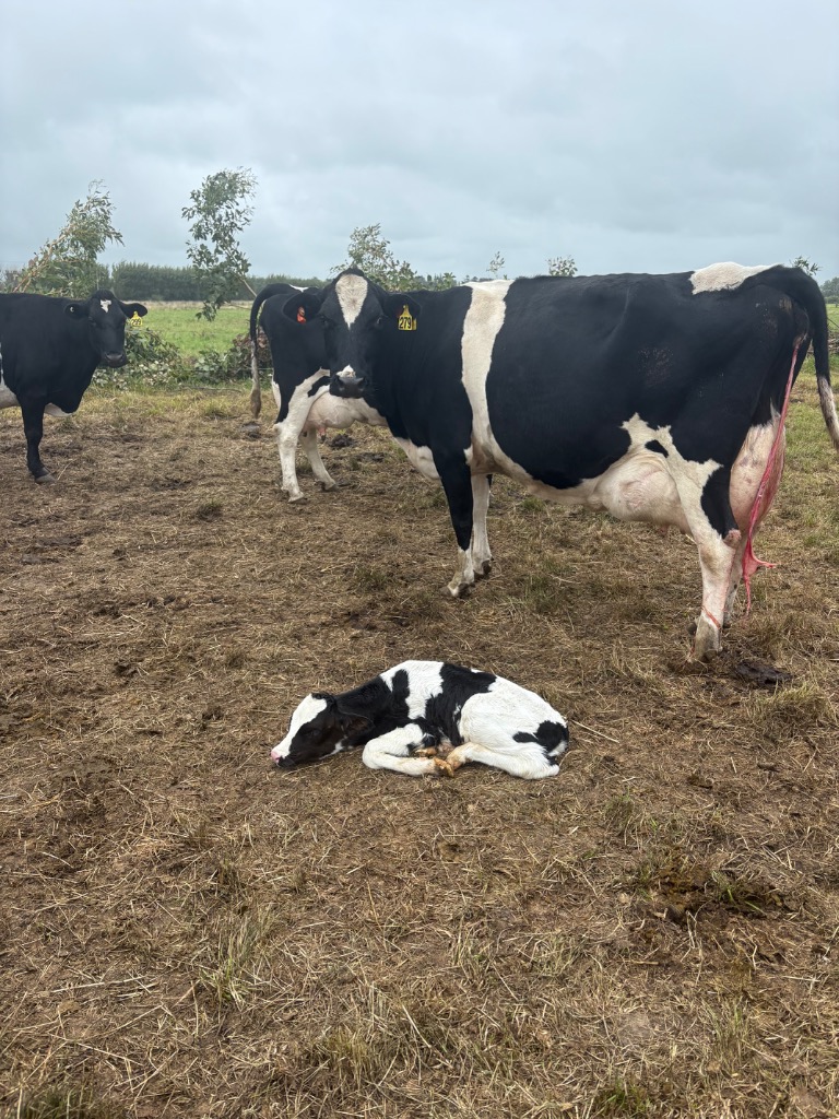 Relief milker needed ASAP