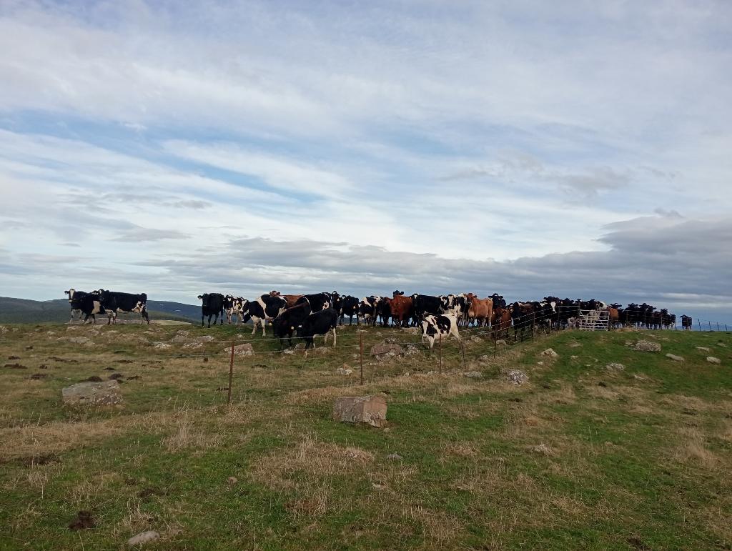 Ag Assist - Laura Henderson