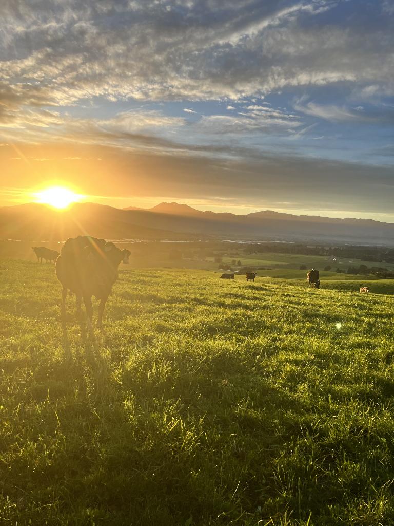 Herd Manager- Waitaki Valley