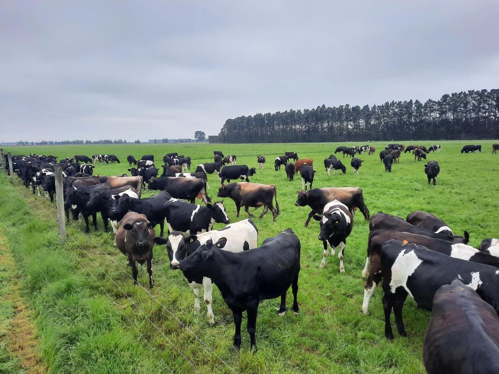 Drenching cows