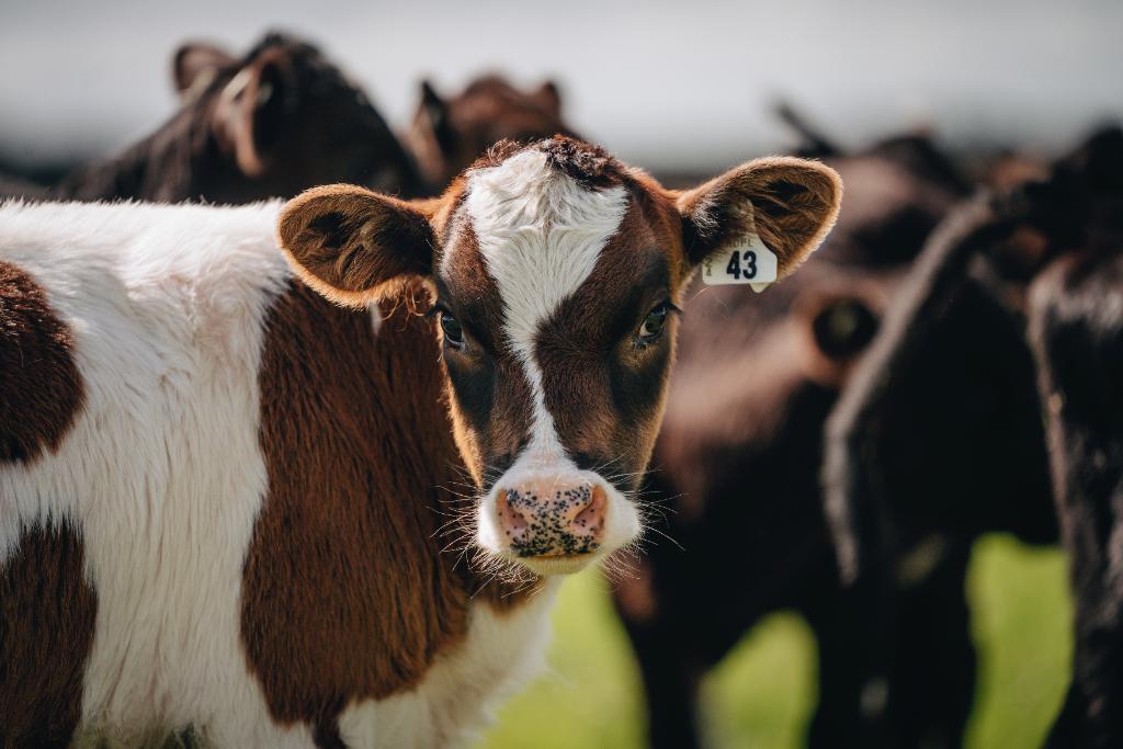 Fixed Term Farm Assistant/Tractor Driver