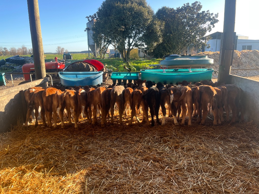 Ag Assist - Steff Newman