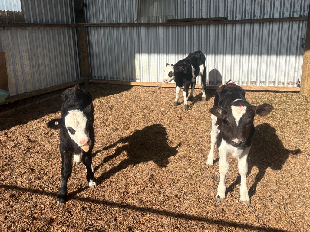 Friesian & Hereford Bull calves