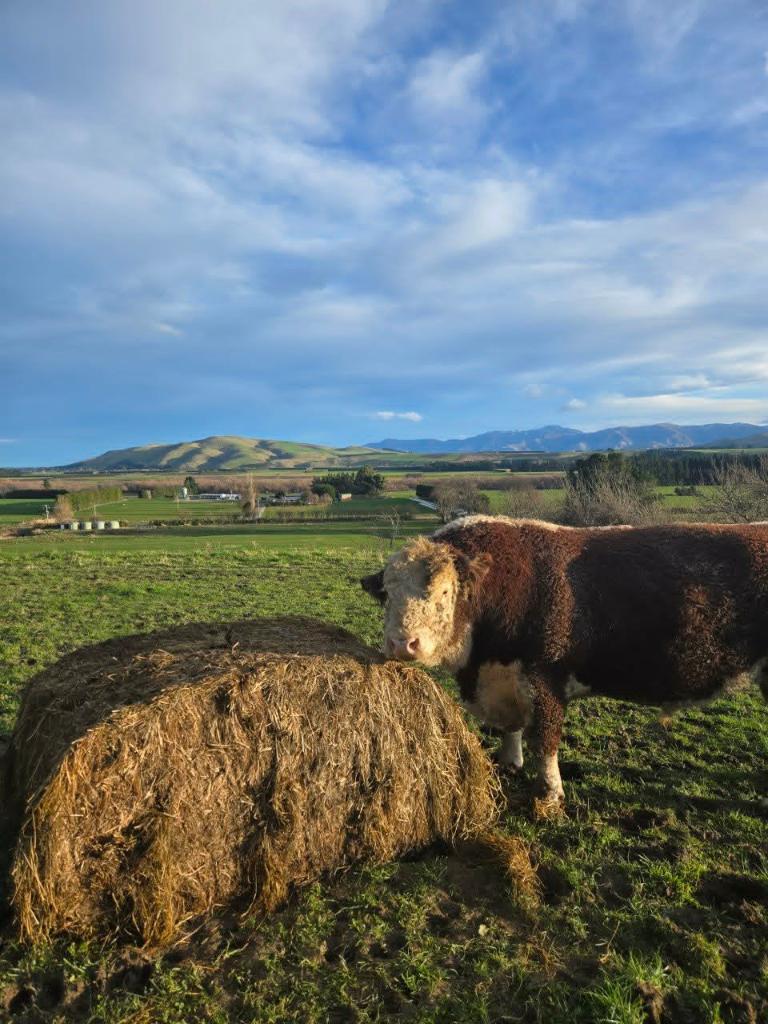 Farm Assistant or 2IC | Future Management Opportunity