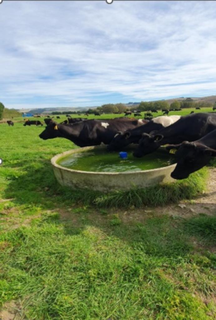 Ag Assist - Dairy Farm Instructor - Department of Corrections