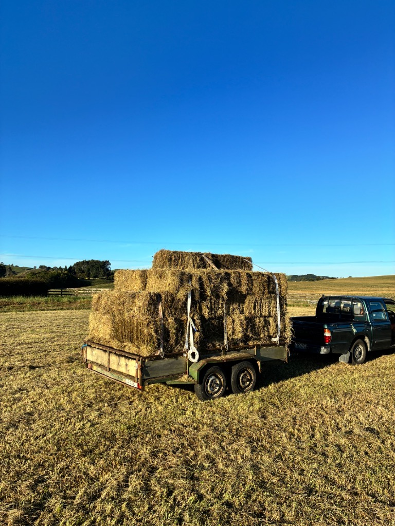 Conventional Hay - Weed Free