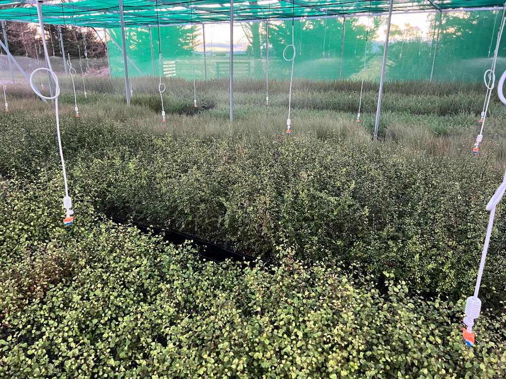 Ag Assist - Native plants
