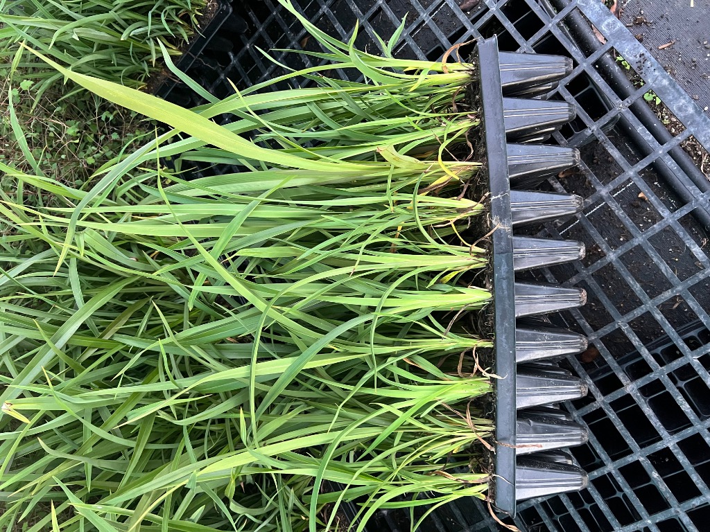 Ag Assist - Native plants