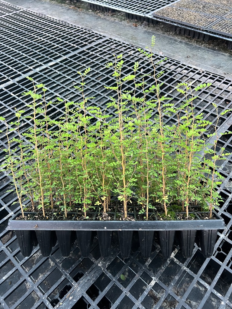 Ag Assist - Native plants
